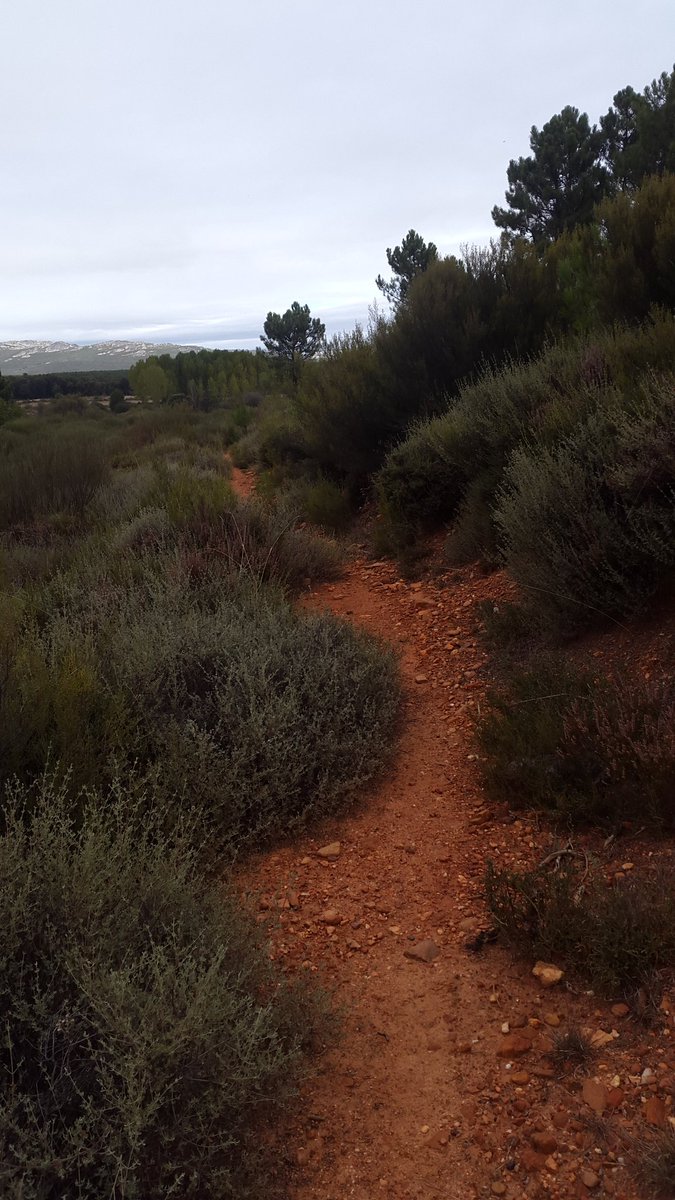 lalowcost's tweet photo. Senderos por donde correr o pedalear sin ninguna complicación. Máxime ahora que ya están limpios. 
@comunidadbiker
@SmartChip_event
@RunningLeon 
#thehillsmtbtrail #comunidadbiker #leonesp #airelibre #senderos #deporte #fotografia https://t.co/CtQk3OJTFU