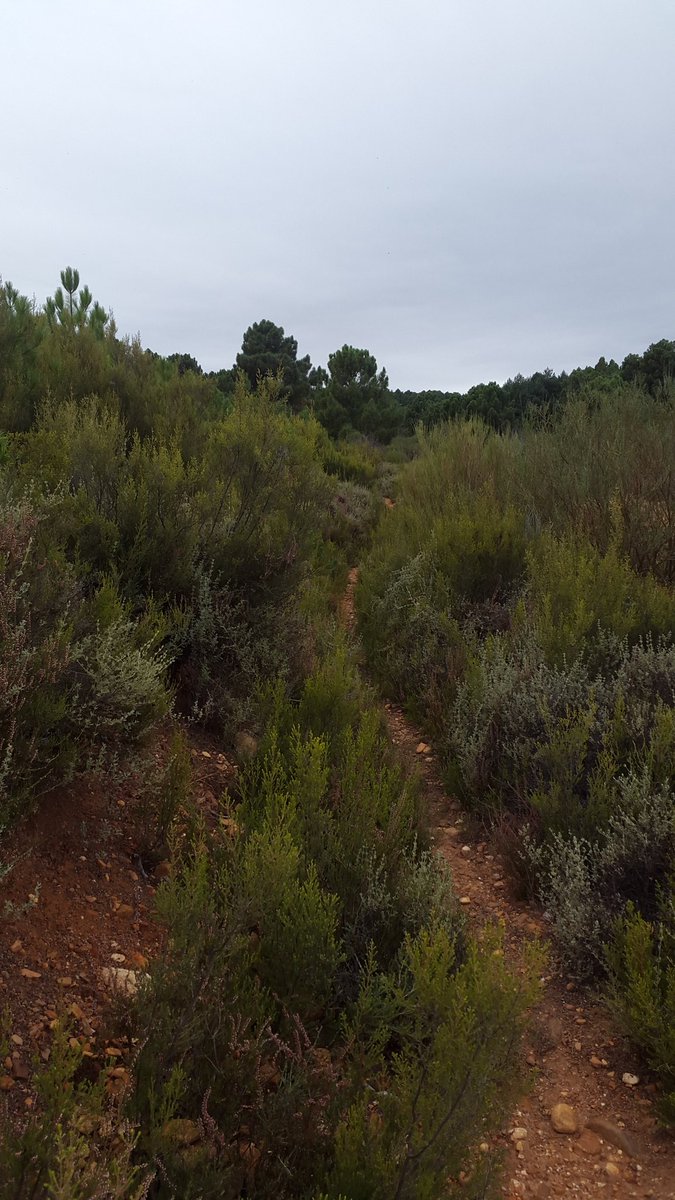 lalowcost's tweet photo. Senderos por donde correr o pedalear sin ninguna complicación. Máxime ahora que ya están limpios. 
@comunidadbiker
@SmartChip_event
@RunningLeon 
#thehillsmtbtrail #comunidadbiker #leonesp #airelibre #senderos #deporte #fotografia https://t.co/CtQk3OJTFU