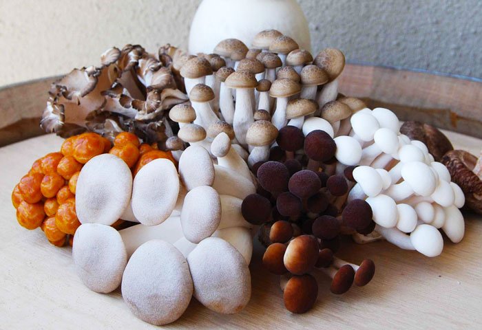 It's #NationalMushroomDay!!! Mushrooms, in addition to being delicious, are chalk full of powerful nutrients such as B Vitamins, Niacin, Potassium and many more. Celebrate with us, and share your favorite mushroom recipes!! 😛🍄#NationalMushroomDay