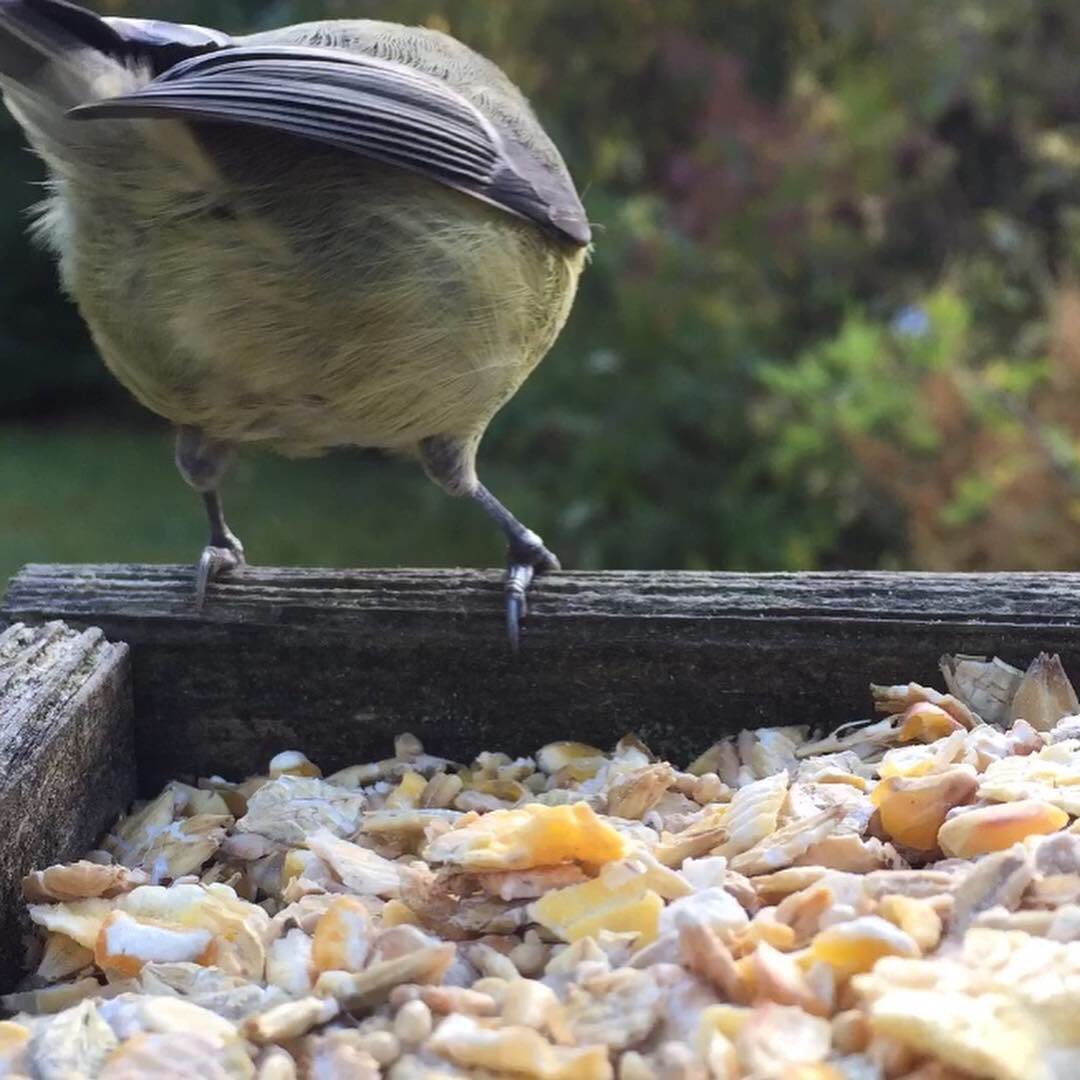 Gillw10's tweet photo. Posers caught bulking up for winter at the bird table in #glenlyon #autumnwatch #highlandperthshire https://t.co/zpXOfXRf43