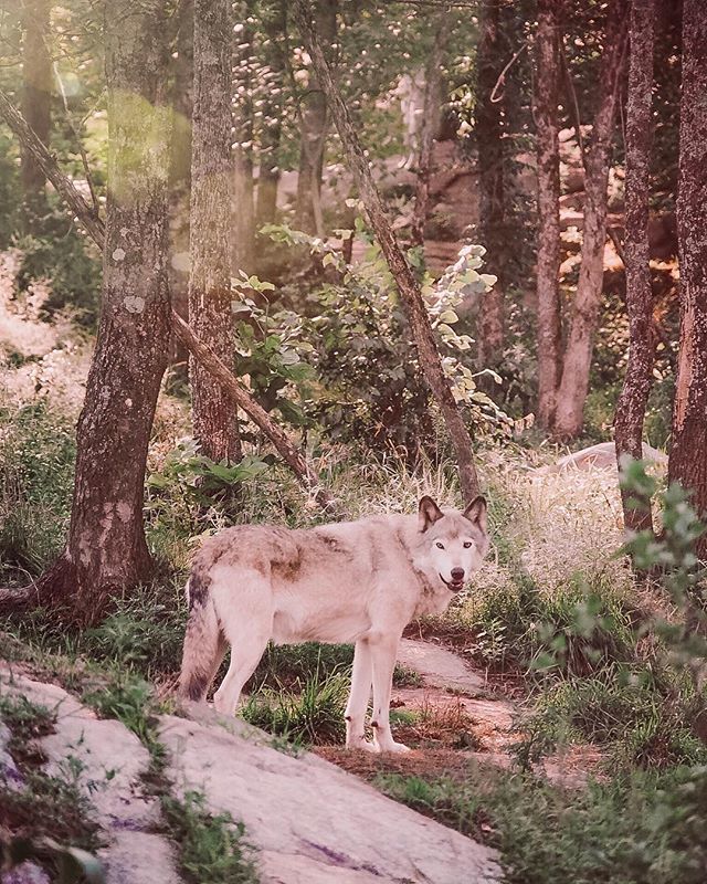 augoutdemma's tweet image. Je ne sais pas si vous l’avez déjà vu, mais notre article sur le @parcomega en @outaouais est en ligne sur le blog ! Je vous raconte notre nuit en tipi à côté des loups et des ours (et surtout des ratons laveurs !!!) #routedesexplorateurs #parcomega #out… ift.tt/2NIWNSf