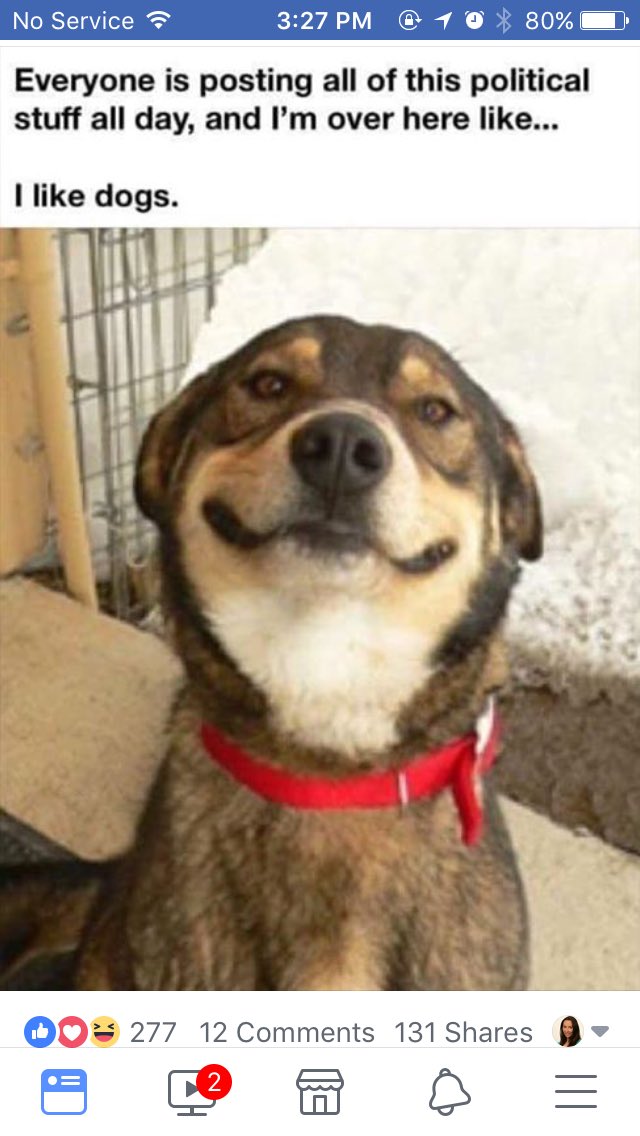 MartinaRogowsky's tweet image. Totally #feeling like this right now! #noploitics #justdogs #doglover #dogperson