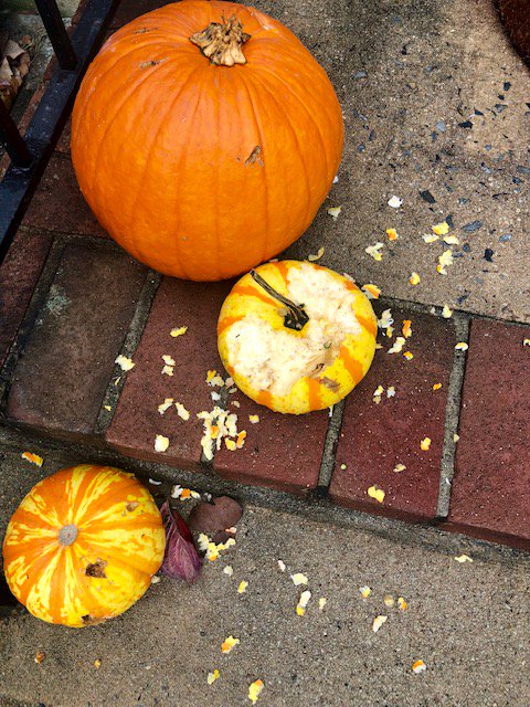 Joy_Howe's tweet image. Happy Monday! So...it appears the squirrels at my house are getting a Thanksgiving feast a little early....No wonder they&apos;re so fat this year! Next year plastic gourds?! #PumpkinProblems #SneakySquirrels