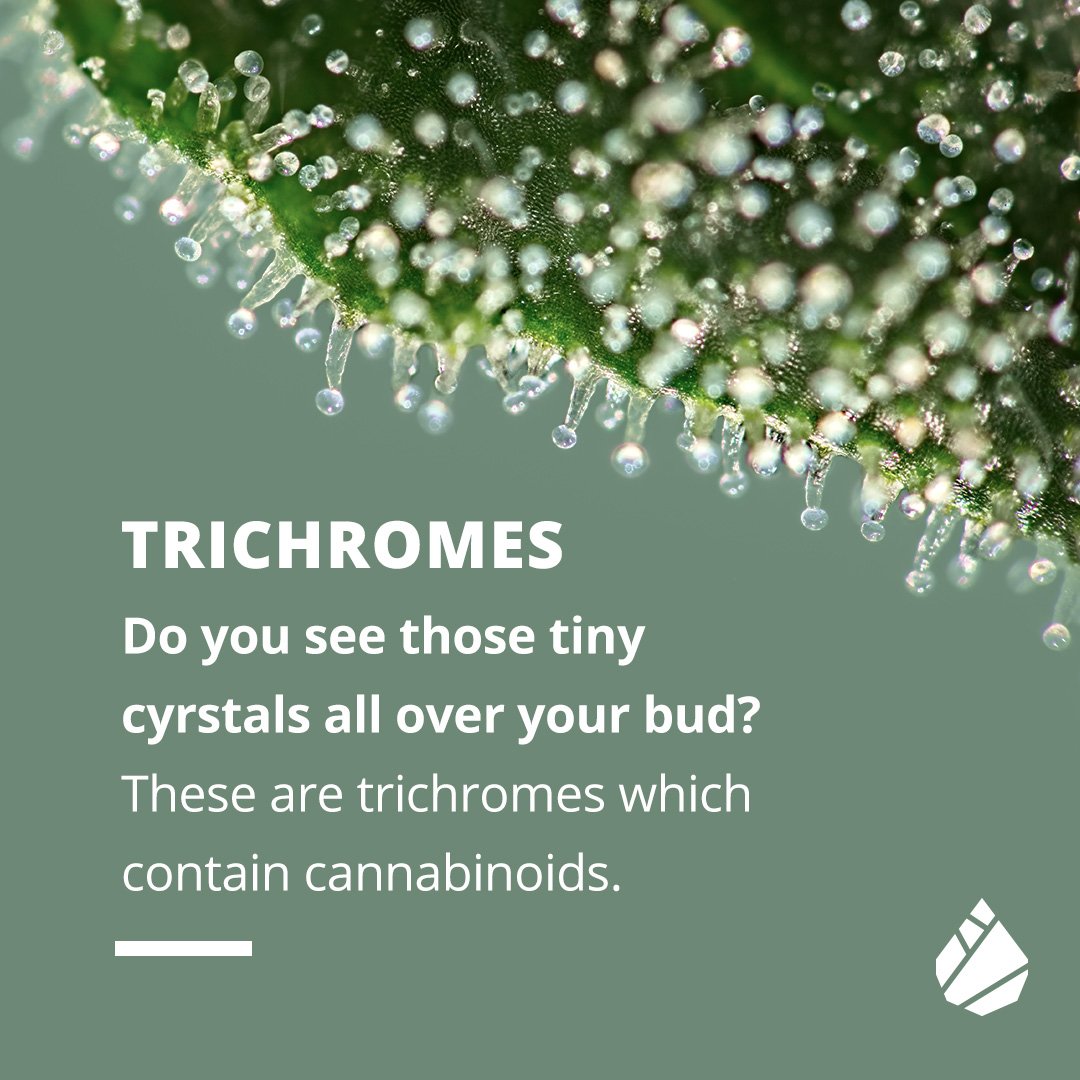 Your buds should have plenty of clear or amber-tinted resin crystals if you expect to get the most effects from it.  #modernleaf #education #cannabis #trichomes #cannabiscommunity #toronto #calgary #grandeprariealberta #regina
