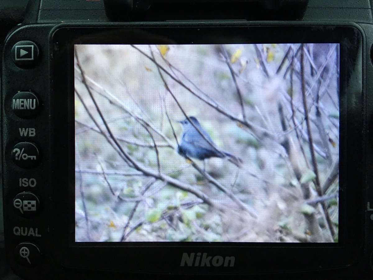 Bob Bosisto (@bobbosisto) on Twitter photo Holy sh#t ! Grey Catbird at Lands End <a href="/CBWPS1/">Cornwall Birds</a> <a href="/BirdGuides/">BirdGuides</a> <a href="/RareBirdAlertUK/">RareBirdAlertUK</a> Holy sh#t ! Grey Catbird at Lands End <a href="/CBWPS1/">Cornwall Birds</a> <a href="/BirdGuides/">BirdGuides</a> <a href="/RareBirdAlertUK/">RareBirdAlertUK</a>