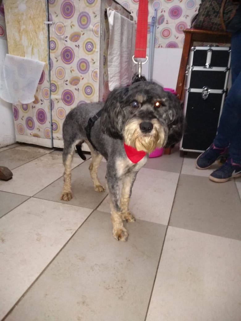 🆘🆘🆘 se busca familia responsable que quiera adoptar este gordito que fue rescatado del infierno 😔 esta castrado, el fue golpeado por lo cual perdió su visión 70% solo personas responsables que solo entregué amor ❤️ por favor ayúdenme a difundir