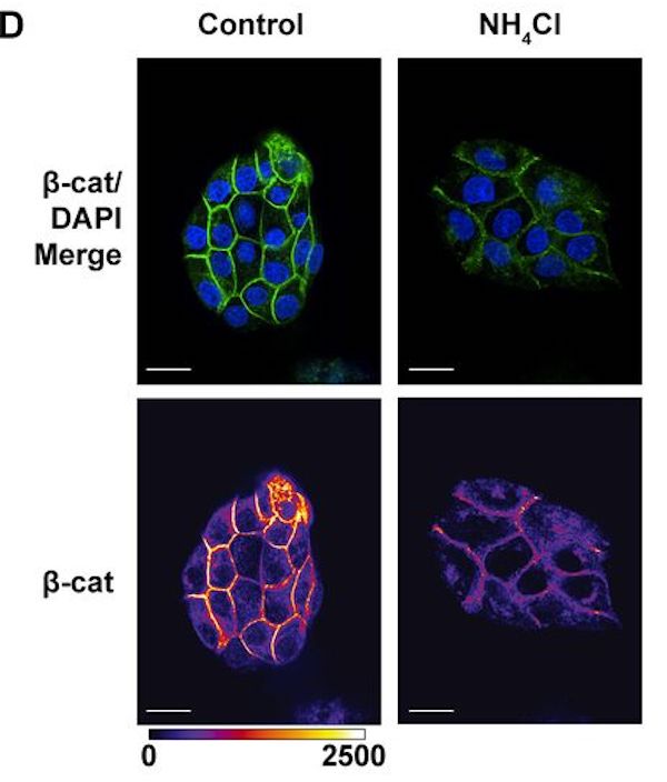 Journal of Cell Biology (@jcellbiol) on Twitter photo White, Grillo-Hill and colleagues reveal β-catenin is a pH sensor with decreased stability at high pHi. They identify a molecular mechanism: high cellular pH increases β-catenin association with the E3 ligase β-TrCP. <a href="/UCSF/">UC San Francisco</a> @kwhitelab <a href="/SJSU/">San José State University</a> <a href="/pHlyLab_SJSU/">Grillo-Hill Lab</a> bit.ly/2PCNqFm White, Grillo-Hill and colleagues reveal β-catenin is a pH sensor with decreased stability at high pHi. They identify a molecular mechanism: high cellular pH increases β-catenin association with the E3 ligase β-TrCP. <a href="/UCSF/">UC San Francisco</a> @kwhitelab <a href="/SJSU/">San José State University</a> <a href="/pHlyLab_SJSU/">Grillo-Hill Lab</a> bit.ly/2PCNqFm