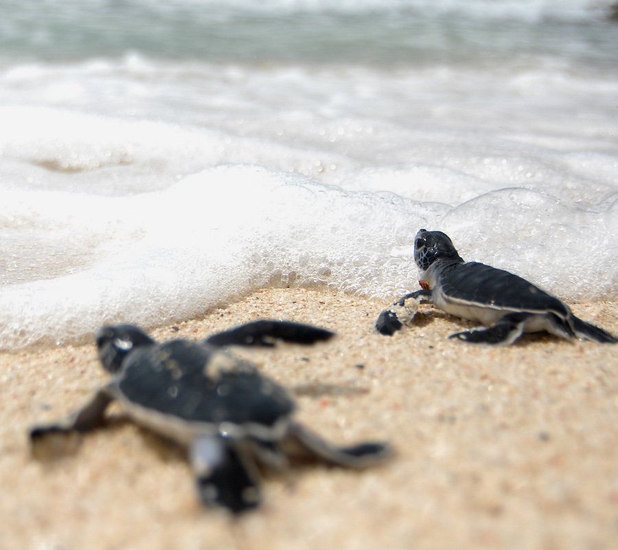 Trek_Union_'s tweet image. Happy Monday! 
Our friends @SEEturtles have an exciting Nature &amp;amp; Culture Tour in Cuba that they've just announced a date for. These trips sell fast and have limited space, so don't miss out! 

Check the itinerary here:
trekunion.com/cuba-nature-cu…

#seeturtles #seaturtlevolunteer