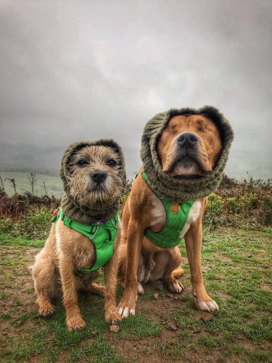 the_wonderdogs's tweet photo. Snoodling about 💚🌪🕸 @ElleryBow #tobythewonderdog #amosthegreat #blinddog #adventuresoftoby #pitpat #pitpatpack #ruffwear #rescuedogs #staffordshirebullterrier #btposse #borderterrier https://t.co/BwMxJAkWhJ