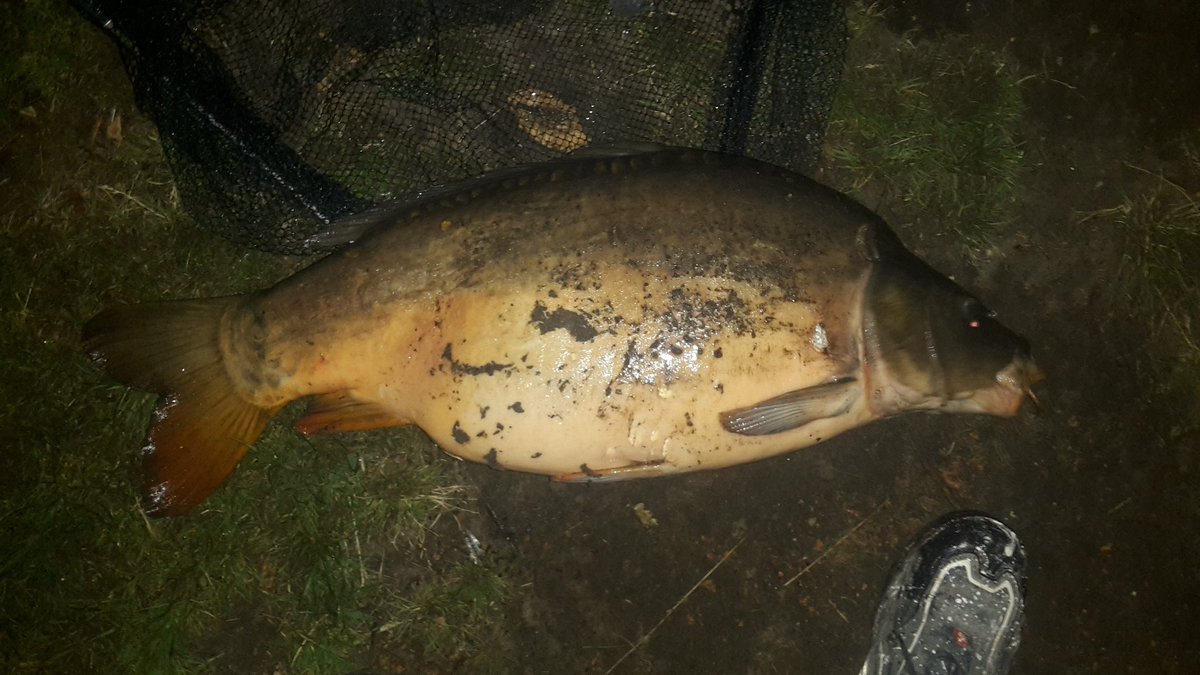 DanielG02941844's tweet photo. 27lbs!by Pellets! https://t.co/9DaqjYsnfp