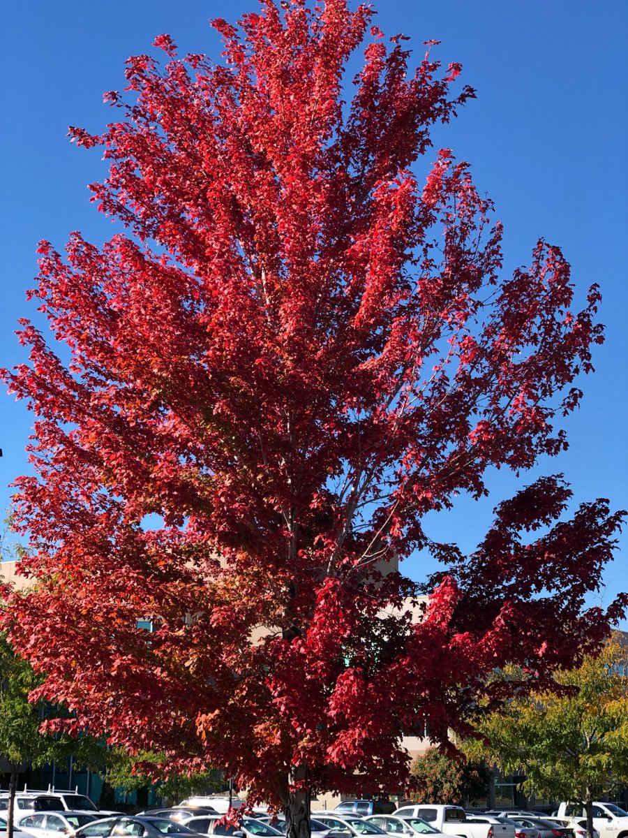 bamboohr's tweet photo. What does your #FallView look like? #SiliconSlopes @BlenderBottle @BodyGuardz @Domotalk @BigLeapMKTG @doterra @NUVI @Qualtrics @SecurityMetrics @InsideSales @ThomasARTS @janedeals @solutionreach https://t.co/VDSeC8tJrg