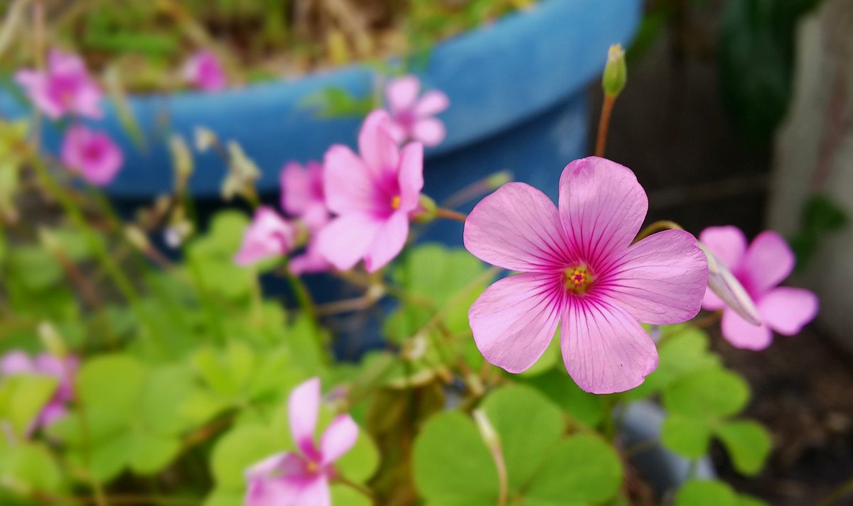 もっと高く
もっと遠く

二十歳の頃に
思い描いていた
場所にはいないけれど

今からでも遅くない
もっと高く
もっと遠い場所に
ジャンプしようと思う

flowers

#独り言
#スマホ撮影 #花 #flowers
#ファインダー越しの私の世界