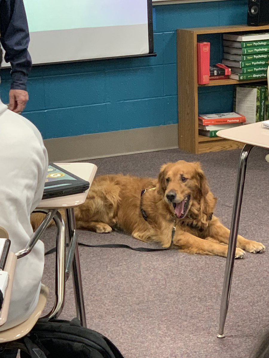 nvhspsychology's tweet image. So happy that our safety dog, Bear, was able to stop by Psychology class this morning.  @McBrideCats97                   #operantconditioning             #classicalconditioning             #willworkfortoy                #lovemeagolden