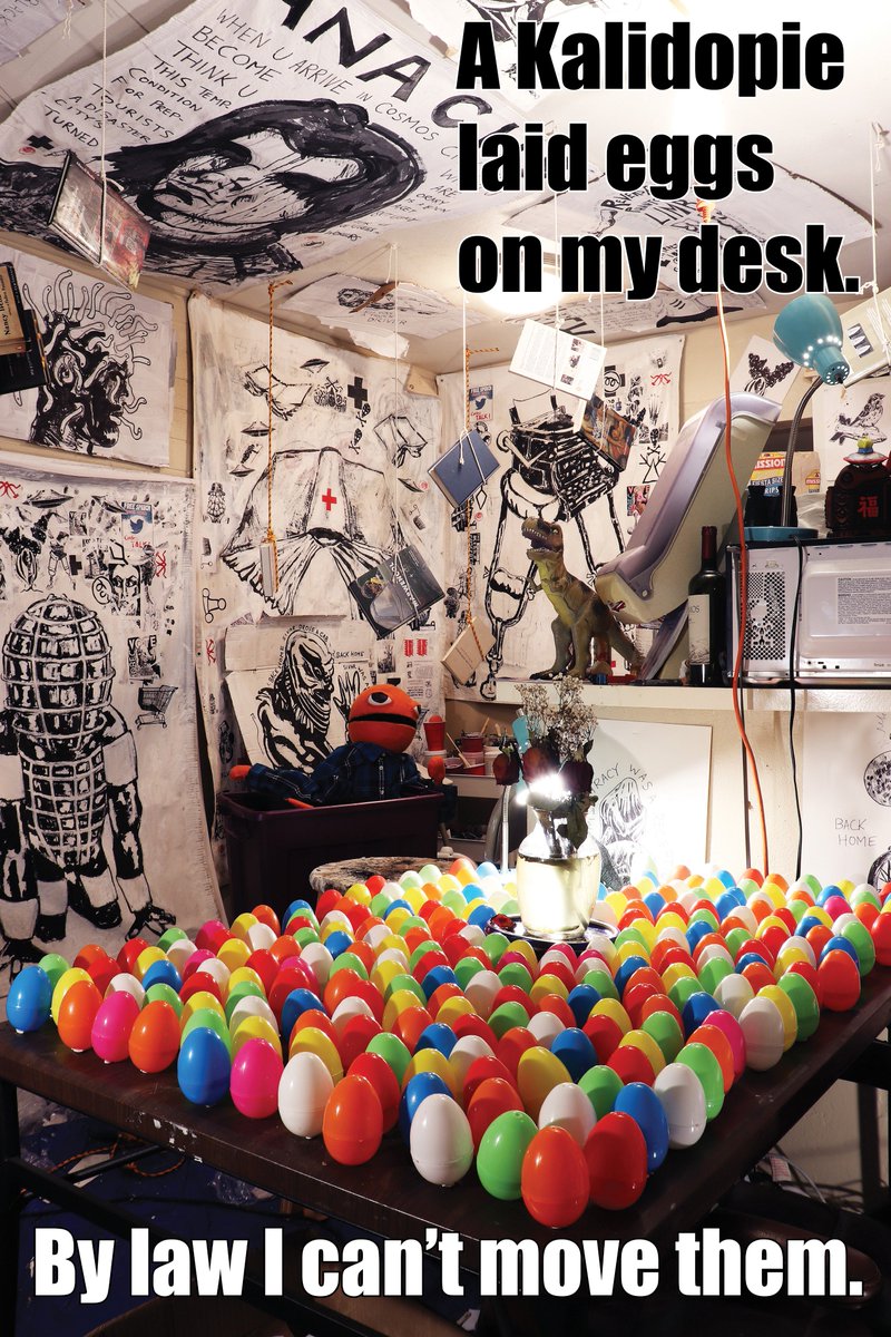 I came home from work and found a drunk Kalidopie had laid her eggs on my desk. By law I can’t remove them. - anachs.com/blog-1/2018/10…