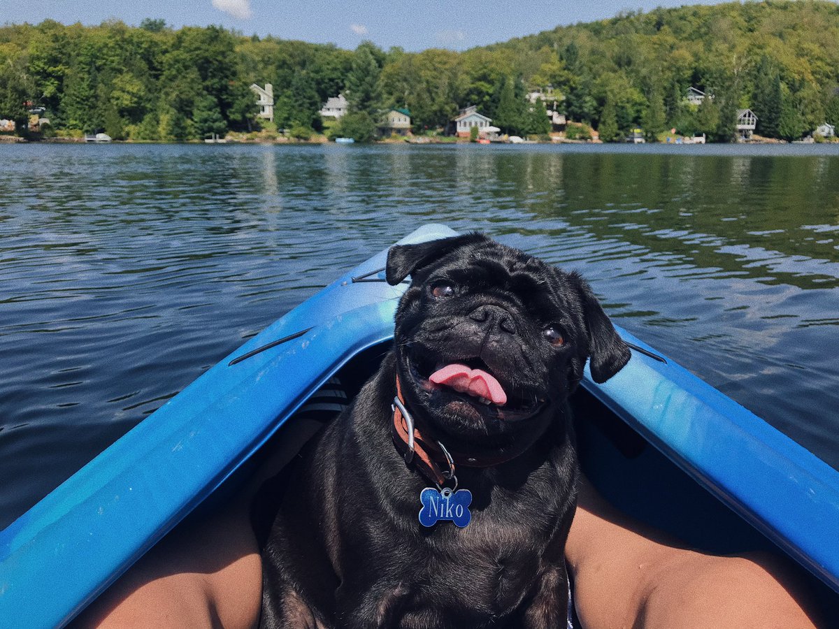 jasmine__cote's tweet photo. Happy #NationalPugDay to the little man who fills my entire heart https://t.co/lavHI8fmWJ