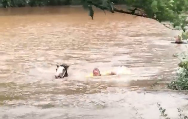 Dramatic video shows horses being swum to safety in floods dlvr.it/QnQVFx