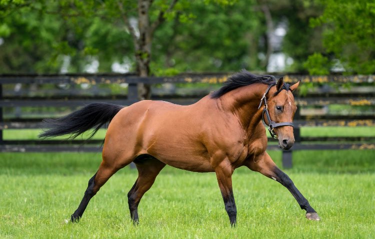 New winner for first-crop sire GALE FORCE TEN (<a href="/IrishNatStud/">Irish National Stud</a> pictured) as the <a href="/RHughesracing/">Richard Hughes</a> trained TOP BREEZE (Ire <a href="/IREthoroughbred/">ITM</a>) makes winning debut over 6f <a href="/kemptonparkrace/">Kempton Park Racecourse</a> this evening. See the winning pedigree and result in EBN tomorrow #readallaboutit Pic: Bronwen Healy