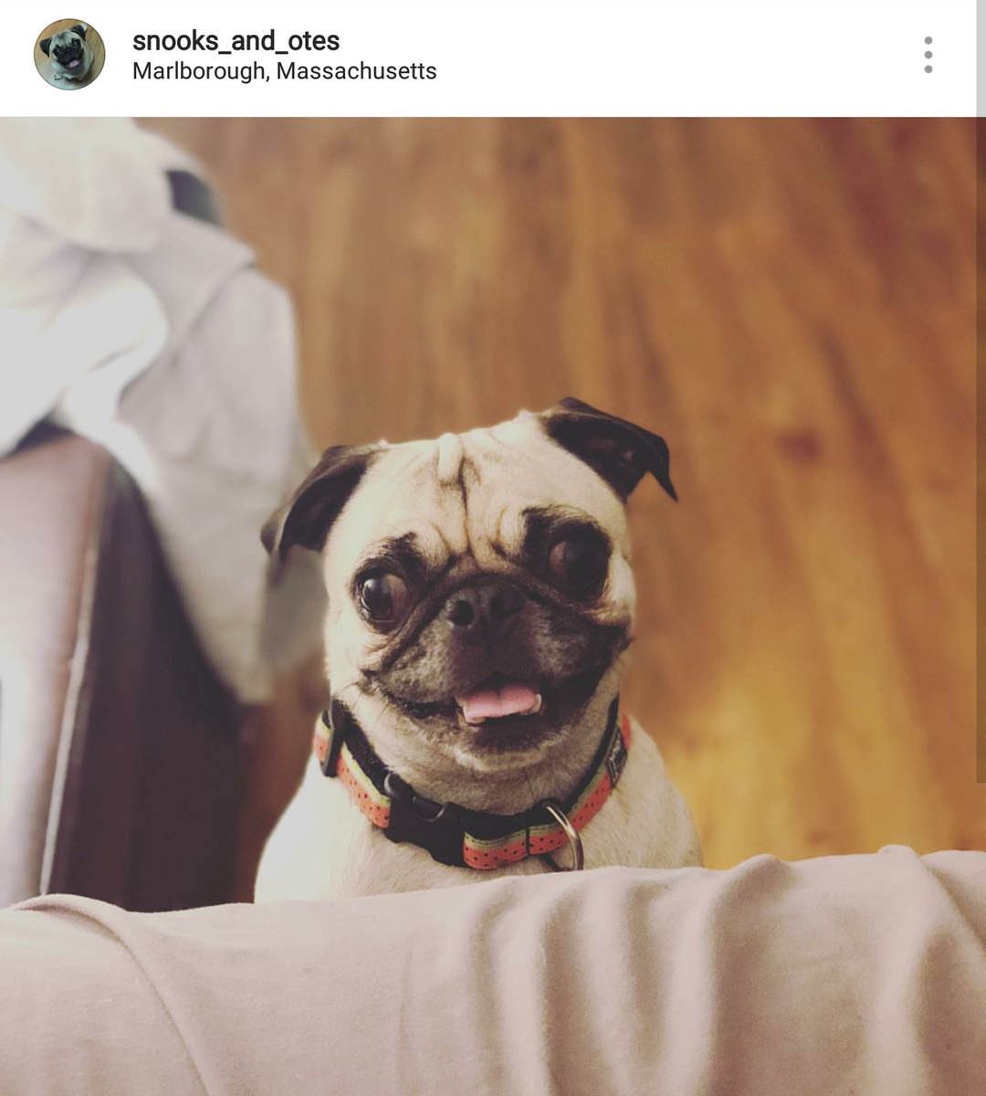 RCpetproducts's tweet photo. Today is #NationalPugDay -- happy pug day to all our pug buddies -- share your puggies with us -- we love seeing you all! #PUGDAY https://t.co/uML9H1htsK