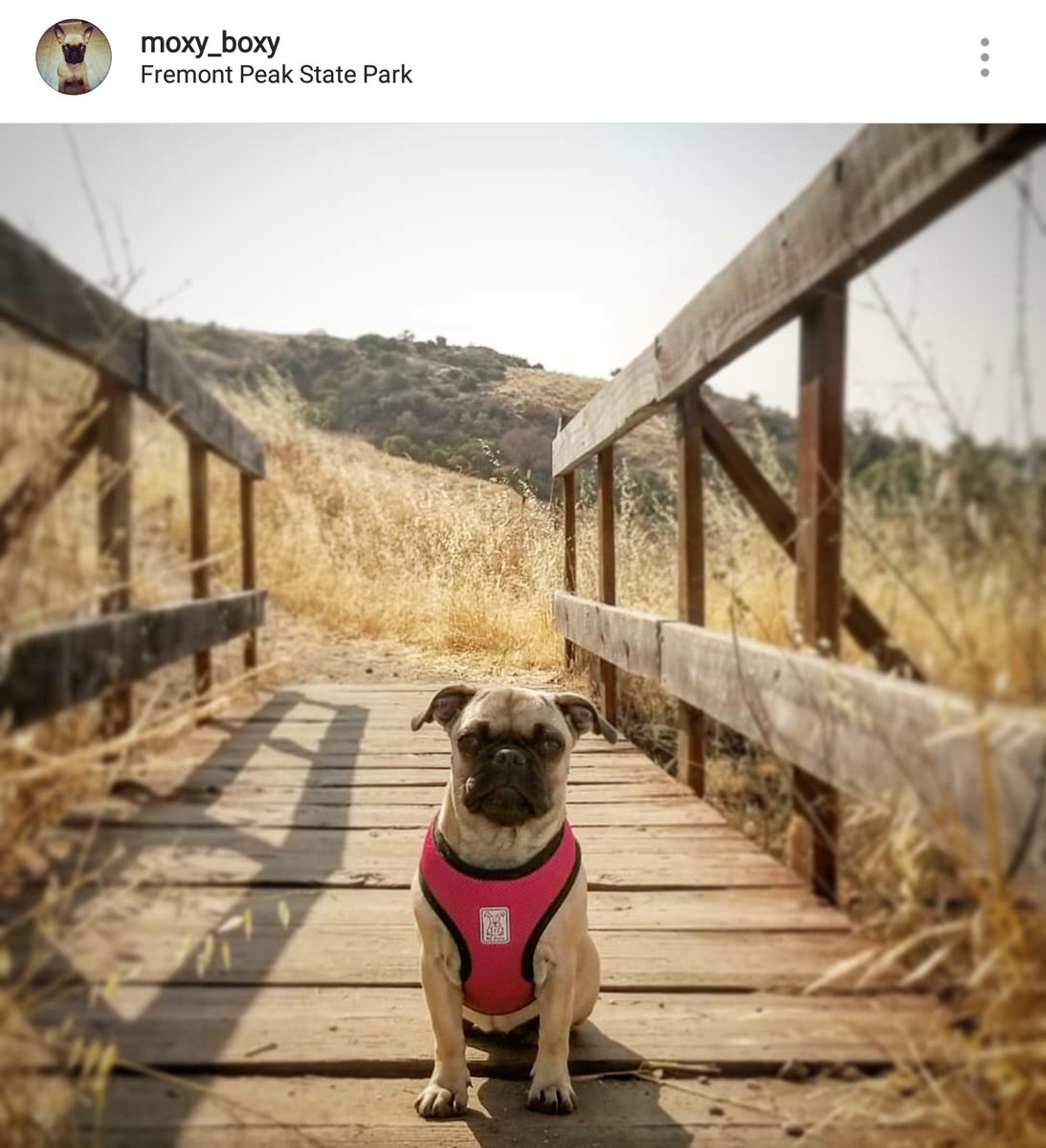 RCpetproducts's tweet photo. Today is #NationalPugDay -- happy pug day to all our pug buddies -- share your puggies with us -- we love seeing you all! #PUGDAY https://t.co/uML9H1htsK
