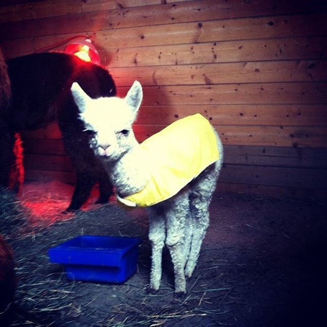 visitpierce's tweet photo. Enjoy these playful alpacas, while browsing through cozy hand crafted knits and crochet items. Pick up some alpaca yarn for your own fall projects @firwoodfarmalpacas in Fife #fall #crochet  #prayforgrey #tacomawashington https://t.co/SxDH7NPng5 https://t.co/vj84CaGE42