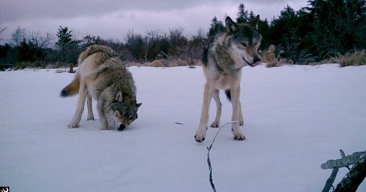 #Wisconsin and Minnesota got snow last night! So lick your lips..our favorite season is almost here! #wolf #wolves #timberwolfinfo