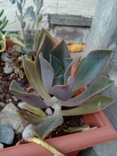 SurrealGarden's tweet photo. Happy Monday!
Fred Ives
The first picture is a couple days ago. The second picture was in June. A lot of change in 4 months!!!
https://t.co/jtvmUebaQ5
#surrealgardening #succulents #fredives https://t.co/yfVPnKyVwd