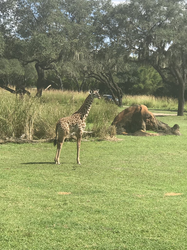 Snowmass13's tweet photo. Animal Kingdom-Kilimanjaro Safari #simba1 was awesome https://t.co/L44zvaFZ84