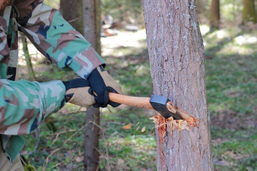 можно ли срубить дерево в лесу