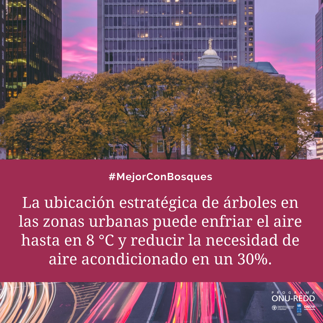 ¿Sabías que los #árboles pueden reducir hasta 30% la necesidad de aire acondicionado en las ciudades?
Las áreas verdes son indispensables para lograr urbes #sostenibles. #MejorConBosques
