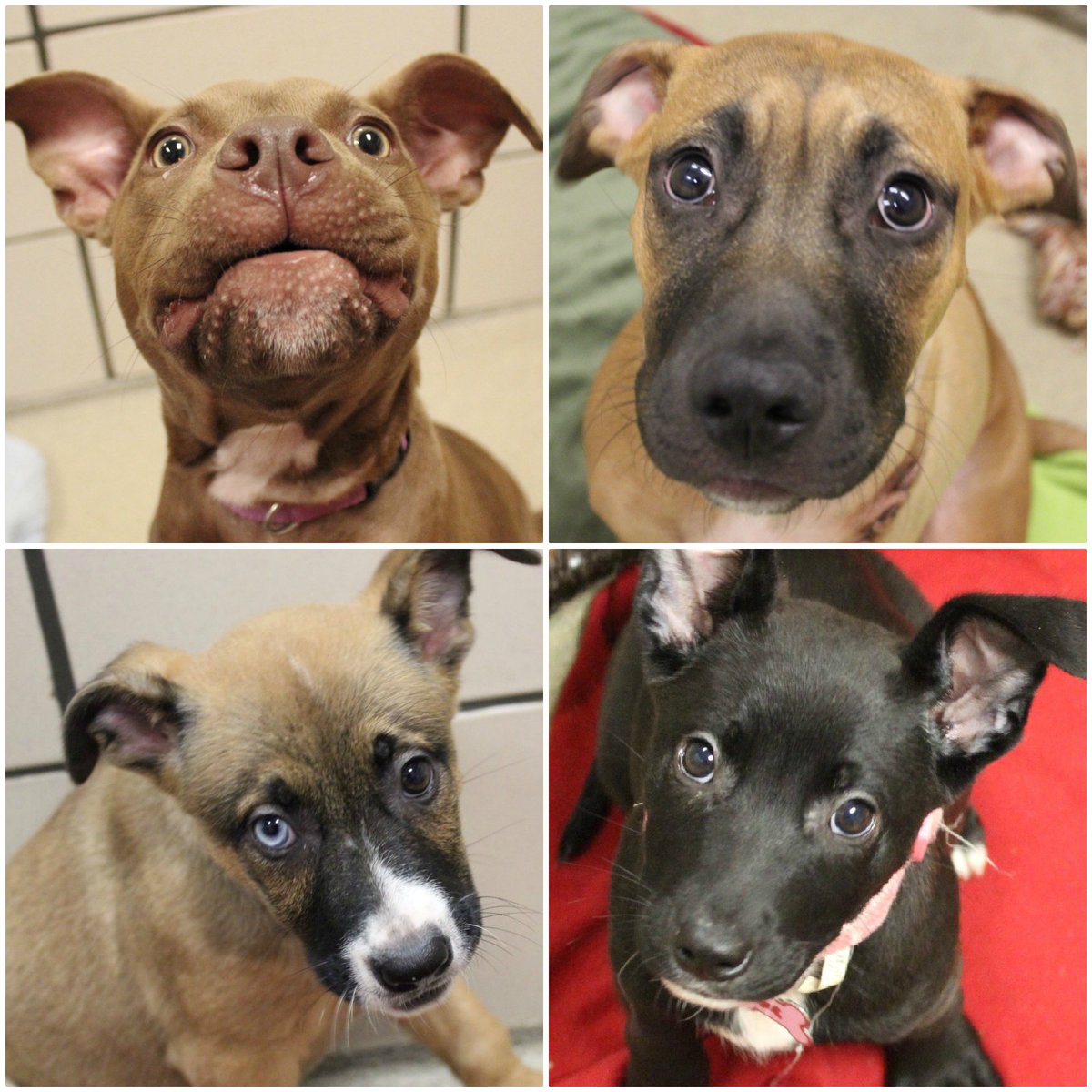 Fort Wayne Animal Care Control On Twitter Puppies Puppies Puppies Puppies We Got Puppies And Dogs Lots Of Dogs Looking For A Home Right Now If You Have Been Waiting To Adopt