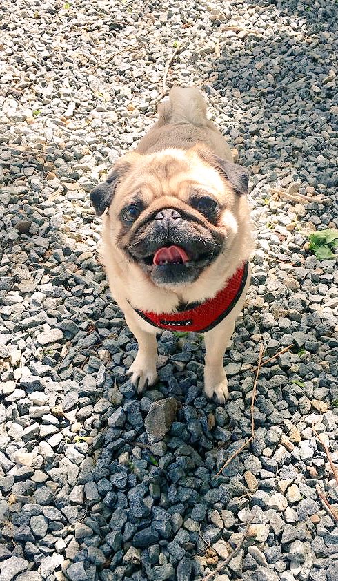 BarneyThePug1's tweet photo. Happy #NationalPugDay https://t.co/kNmQdBN8Yj