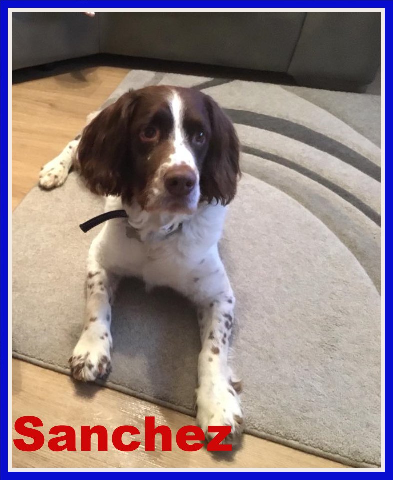 SpanielAidUK tweet picture