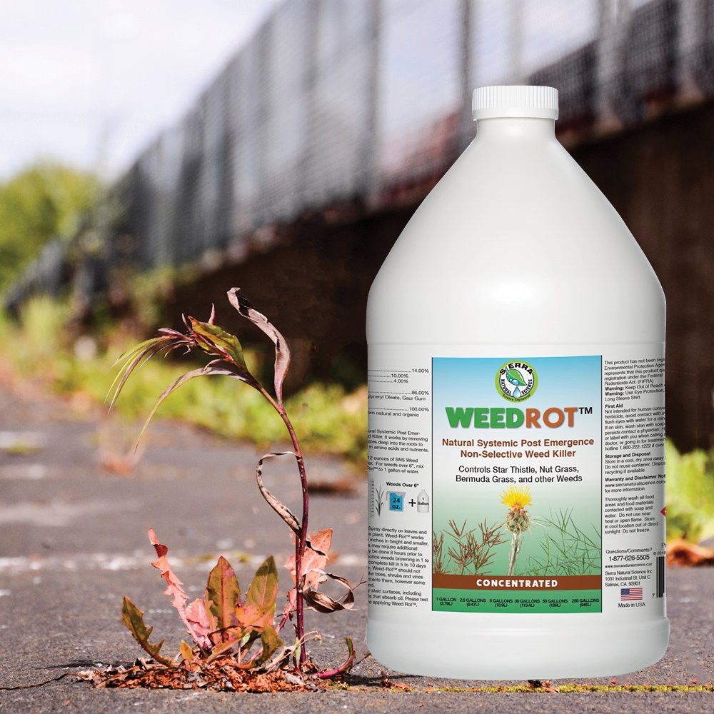 snsproducts's tweet photo. Looking for a safe, effective weed killer? Try WeedRot Naturally Systemic Weed Killer.

https://t.co/7nZCUa99bj
• Works in 3 hours
• Continues to work up to 4 days
• No soil harm
• EPA Exempt title 25B
• Safe around Children and Pets
• Non Staining https://t.co/0xZu4lzyFy