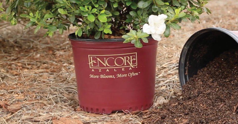 EncoreAzalea's tweet image. VIDEO: If you're ready to plant some Encore Azaleas, plant expert and Encore inventor Buddy Lee is here to help. Take a look. ow.ly/KsJx30m2h4B