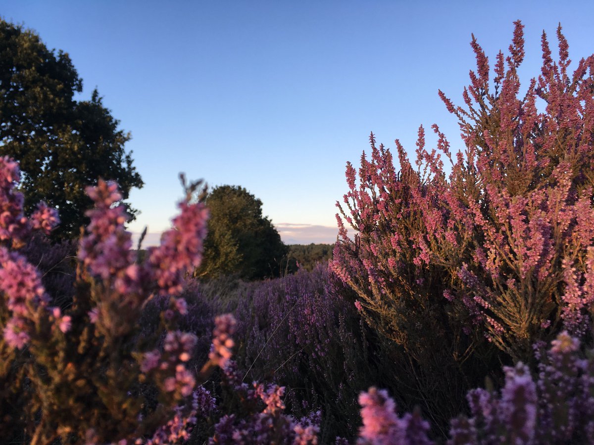 RSPBSherwood's tweet photo. We have a free guided walk coming up at Budby South Forest on November 1! Take a stroll with the Site Manager &amp; find out about the work we're doing to protect the healthland and its wildlife. #charitytuesday 
More info 👉 https://t.co/QvOQsVv5bP https://t.co/rsipIkKvj6