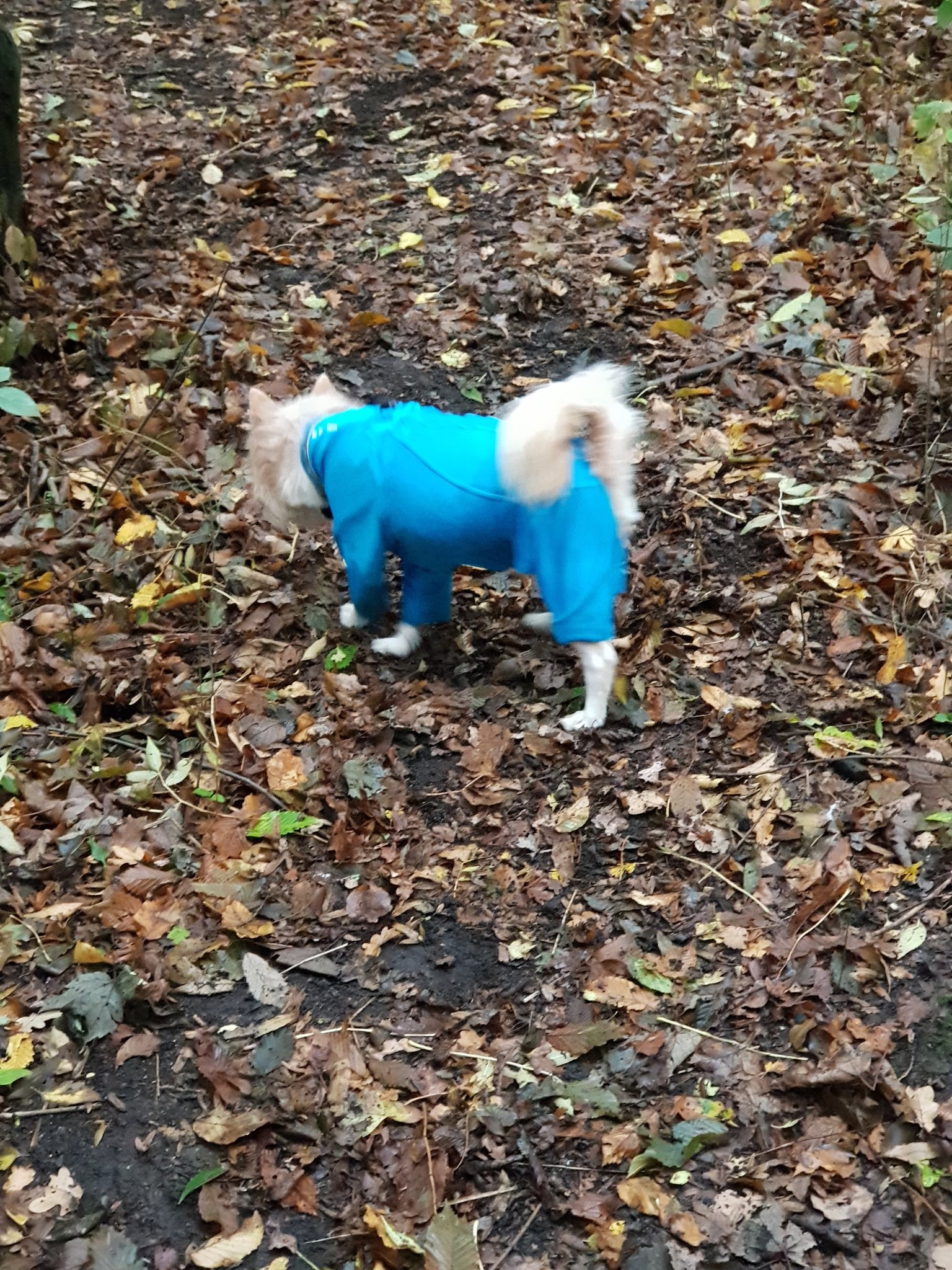 K9 top coat lycra bodysuit coupon 2025