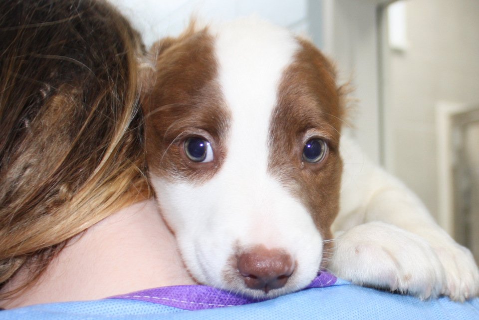 NEAnimalShelter's tweet image. "Arf Arf. Arf  There are 43 #Puppies, teens and adult #Dogs ages 3 months and up at the Northeast Animal Shelter that are ready to meet people just like you.  Remember it's #AdoptADog month.  Who will you meet today?  Love Tucker.
neas.org