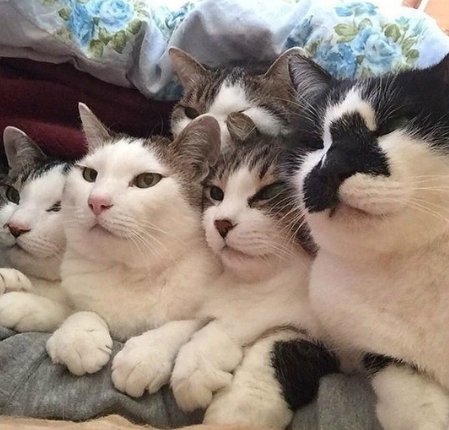 catsscrapers,,, (@catsscrapers) on Twitter photo 