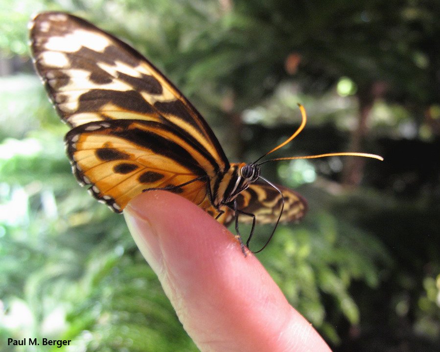 pmberger's tweet photo. #ButterflyOfTheDay!  Isabella Tiger  #AMNH https://t.co/8vt4rx8O6H