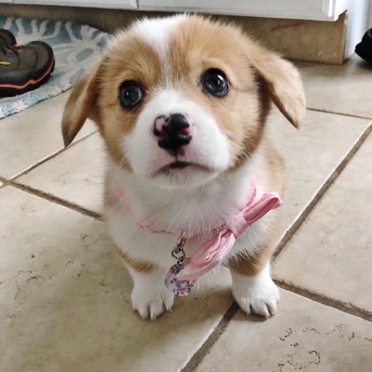 This is Annabelle. She hopes you’re doing alright. Available for a soft hug and maybe some cuddles if you need it. 12/10 yes please