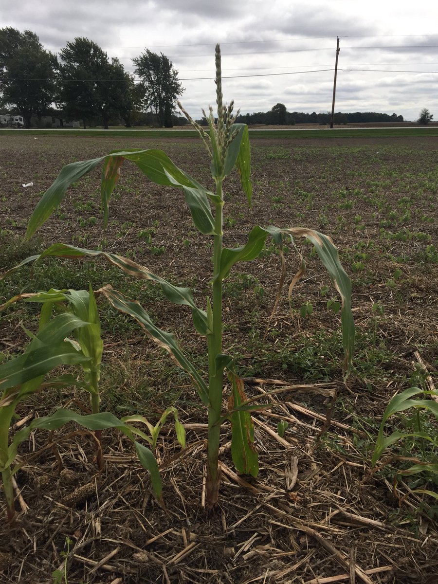 AndrewFerrel1's tweet photo. I’m guessing tonight’s frost will kill my impromptu startup sweet corn breeding program. My first F1 was about a week away from shedding pollen I’d say. https://t.co/xWJHUsVa50