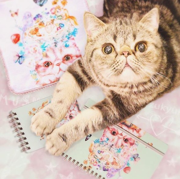 ট ইট র とことこ雑貨店 宝石店 Happy Birthday マッシュ 本日は姉妹店 Cat Cafeてまりのおしろ の猫スタッフ エキゾチックショートヘアのマッシュ君のお誕生日です ぺちゃんこなお顔にしまい忘れの舌がチャームポイント 雑貨店 宝石店では ট ইট র とことこ雑貨店 宝石店 Happy Birthday マッシュ 本日は姉妹店 Cat Cafeてまりのおしろ の猫スタッフ エキゾチックショートヘアのマッシュ君のお誕生日です ぺちゃんこなお顔にしまい忘れの舌がチャームポイント 雑貨店 宝石店では
