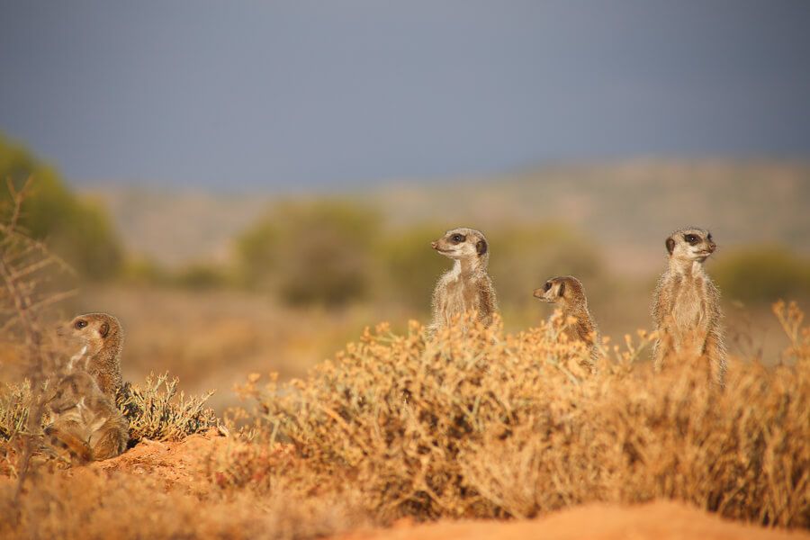 megwillrunworld's tweet photo. Severe #wanderlust warning: I loved living vicariously through @solsalute's post about her one-month trip to #SouthAfrica. https://t.co/xhvBRS4JK5 https://t.co/V6sFoiQAvd