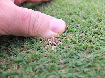 Bipolaris leaf spot in bermudagrass greens is triggered in the fall with saturated soils and cooler temperatures.  Check out management strategies in this #GST Talking Turf:  bit.ly/TT_10152018