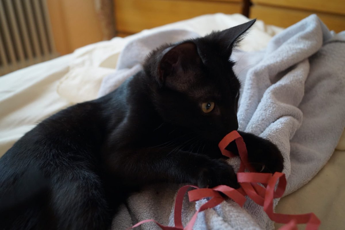 CocoferFelina's tweet photo. Soy Vampi y busco a un humano con el que jugar hasta caer rendido. Darle amor incondicional. Y crecer en un hogar, donde los peligros queden lejos y solo miremos a un futuro mejor. Te animas? Escríbeme a: coloniasfelinascoslada@hotmail.com https://t.co/WcItm6eHXY