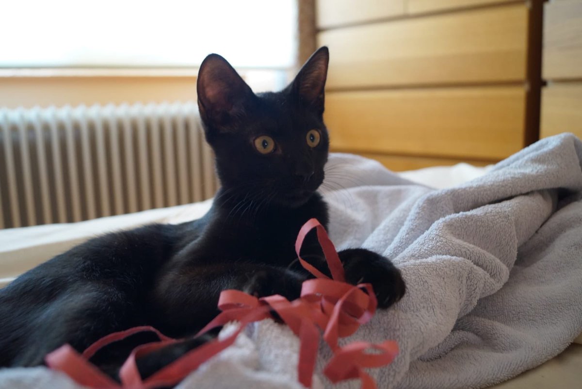 CocoferFelina's tweet photo. Soy Vampi y busco a un humano con el que jugar hasta caer rendido. Darle amor incondicional. Y crecer en un hogar, donde los peligros queden lejos y solo miremos a un futuro mejor. Te animas? Escríbeme a: coloniasfelinascoslada@hotmail.com https://t.co/WcItm6eHXY