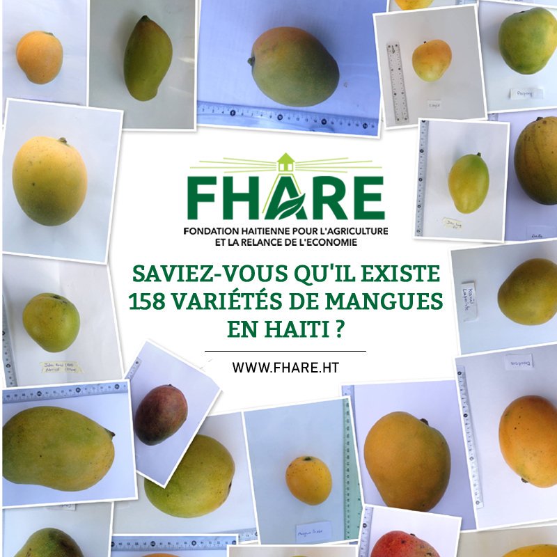 fhare_ht's tweet photo. Saviez-vous qu'il existe 158 variétés de mangues en Haïti ? Partagez en commentaires votre mangue préférée ⬇️ #SymposiumMangue2018 #FHARE https://t.co/VqzuQPRkaF https://t.co/76v0yWRaAX