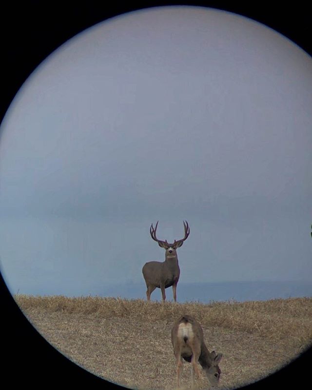 Grandpas_Place1's tweet image. RT @BurrisOptics: From the moment your eyes first met.....you finish the story!
-
#BurrisOptics #FindWhatMatters #deerseason2018 #muledeer #muleyfreak #deerhunting #deercamp #deer #hunt #hunting #Huntinglifestyle #healthyprotien #locavore #whatgetsyouout…