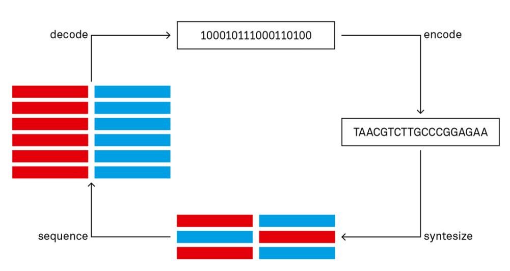 _GYOC's tweet photo. The current process of encoding and decoding binary data to and from synthesized #DNA strands is currently costly, time consuming and leads to errors but we are making significant progress every day. 
#Data #GYOC #DataScience https://t.co/umjeITeKYl
