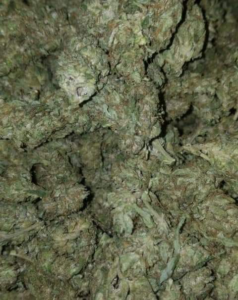 NeilSamra1's tweet photo. Cured &amp; Ready to Burn👌 #LemonTree &amp; some #Platinum #OG 😤😤 #LetsMatch #AlwaysDank #GrowYourOwn #Indoor #Outdoor #Hydro #Organic #RepYoCity #NV #StayLifted🚀 https://t.co/sRDG2y2uTM